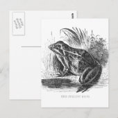 Kikker Vintage pentekening Briefkaart (Voorkant / Achterkant)