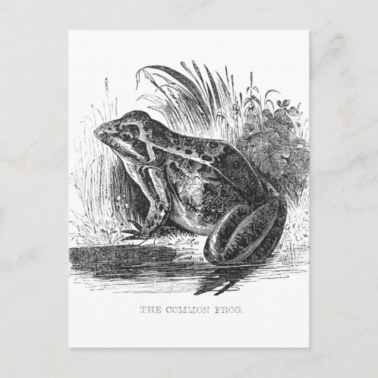 Kikker Vintage pentekening Briefkaart (Voorkant)