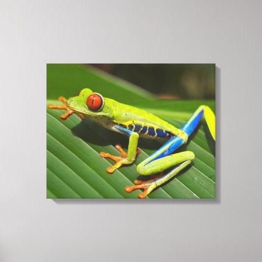 Kikker voor kleurrijke bomen canvas afdruk (Voorkant)