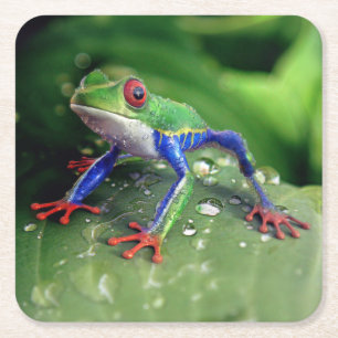 Kikker voor kleurrijke rode ogen op Plant bladeren Kartonnen Onderzetters