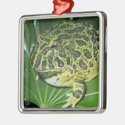  kikker voor paarden (Ceratophrys ornata), Metalen Ornament (Links)