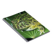  kikker voor paarden (Ceratophrys ornata), Notitieboek (Rechterzijde)