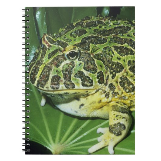  kikker voor paarden (Ceratophrys ornata), Notitieboek (Voorkant)