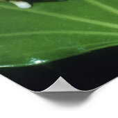  kikker voor paarden (Ceratophrys ornata), Poster (Hoek)