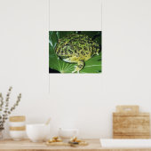  kikker voor paarden (Ceratophrys ornata), Poster (Keuken)