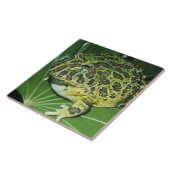 kikker voor paarden (Ceratophrys ornata), Tegeltje (Zijkant)