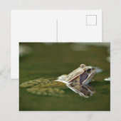 Kikker zit in het water briefkaart (Voorkant / Achterkant)