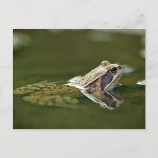 Kikker zit in het water briefkaart (Voorkant)