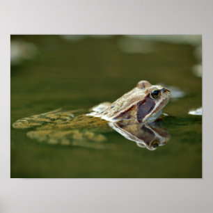 Kikker zit in het water poster