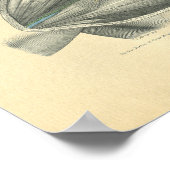 kikkeranatomie van Clavicle & Schouder Poster (Hoek)