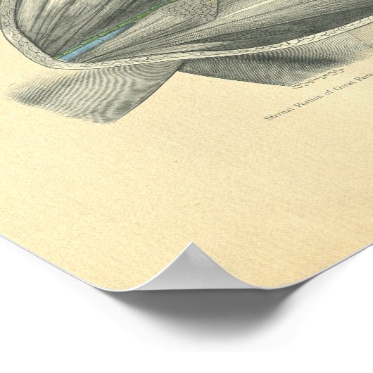 kikkeranatomie van Clavicle & Schouder Poster (Hoek)