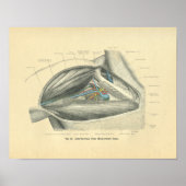 kikkeranatomie van Clavicle & Schouder Poster (Voorkant)