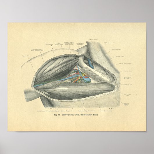 kikkeranatomie van Clavicle & Schouder Poster (Voorkant)