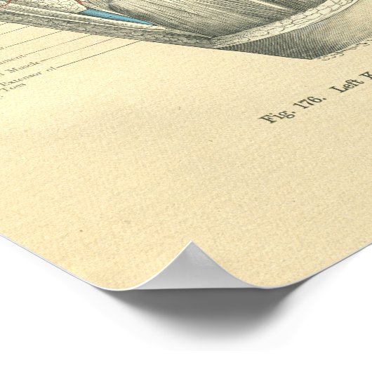  kikkeranatomie van het kniegewricht poster (Hoek)