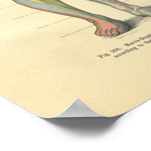  kikkerbeen Nerve Innervation Print (Hoek)