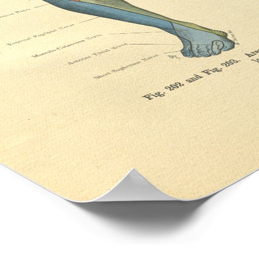  kikkerbeen Nerve Innervation Print (Hoek)