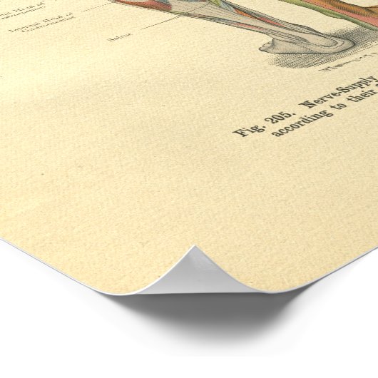  kikkerbeen Nerve Innervation Print (Hoek)