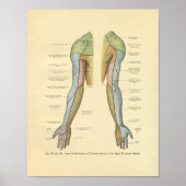  kikkerboog Nerve-ventilatie-afdruk Poster (Voorkant)