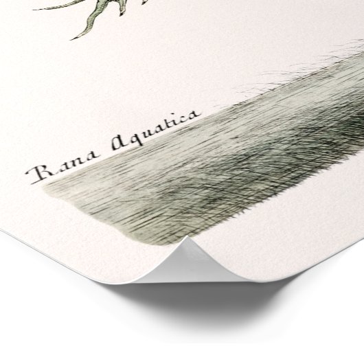  kikkerillustratie poster (Hoek)