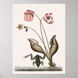 kikkerillustratie poster