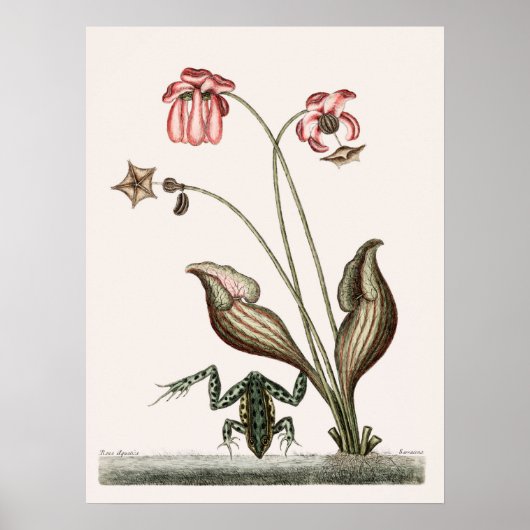  kikkerillustratie poster (Voorkant)