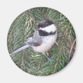 Kikkerkalk in een dennenboom magneet (Voorkant)