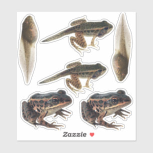 Kikkerlevenscyclus Stickers