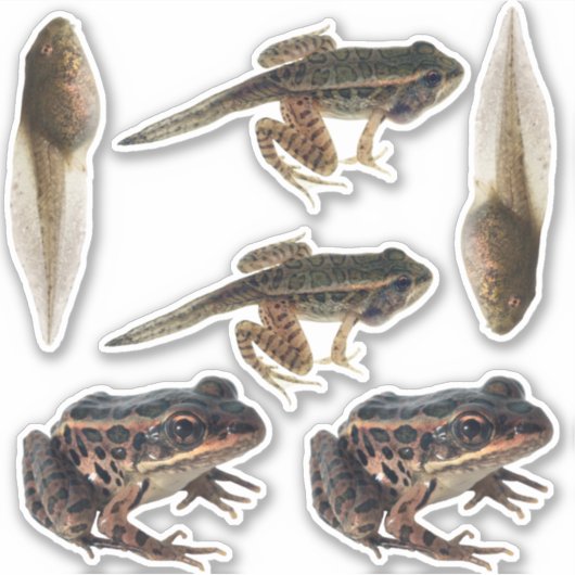Kikkerlevenscyclus Stickers (Voorkant)