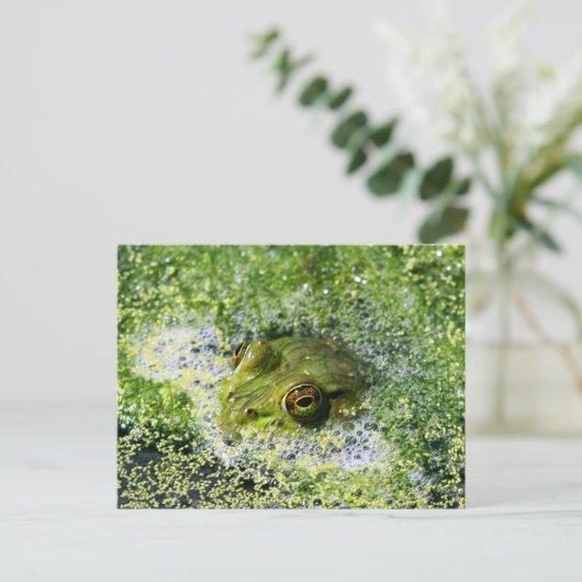 Kikkerogen Briefkaart (Staand voorkant)
