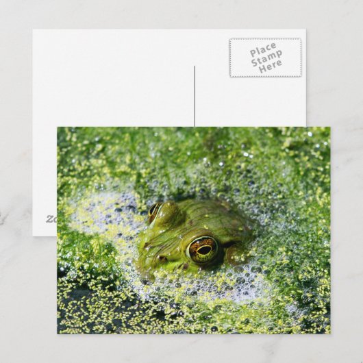 Kikkerogen Briefkaart (Voorkant / Achterkant)