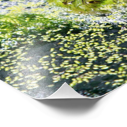 Kikkerogen Foto Afdruk (Hoek)