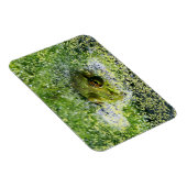 Kikkerogen in een hond magneet (Rechterzijde)