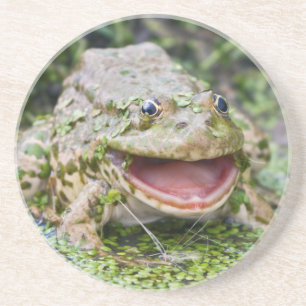 Kikkerprins Coaster Zandsteen Onderzetter
