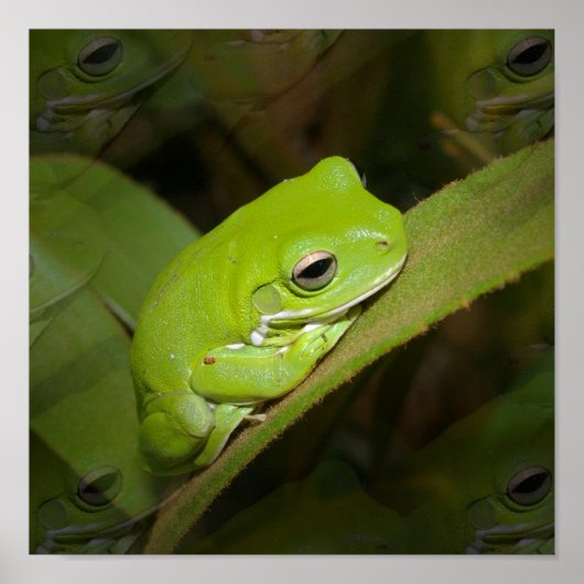 Kikkerreflecties afdrukken poster (Voorkant)