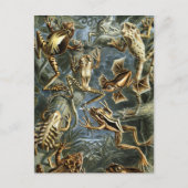 Kikkers Briefkaart (Voorkant)