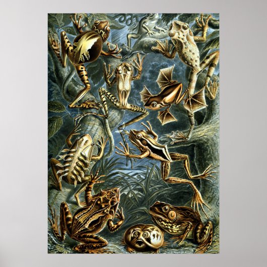 kikkers door Ernst Haeckel Poster (Voorkant)