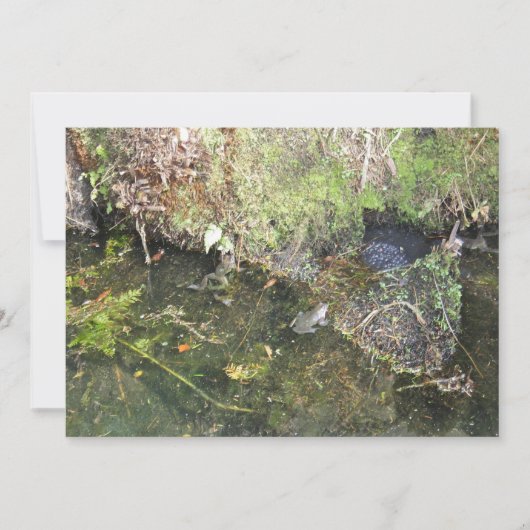 Kikkers en kikkers in een aanhaling voor honden kaart (Voorkant)