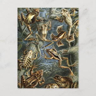 Kikkers en padden Batrachia van Ernst Haeckel Briefkaart