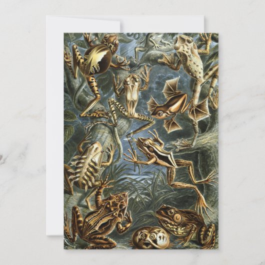 Kikkers en padden Batrachia van Ernst Haeckel Kaart (Voorkant)