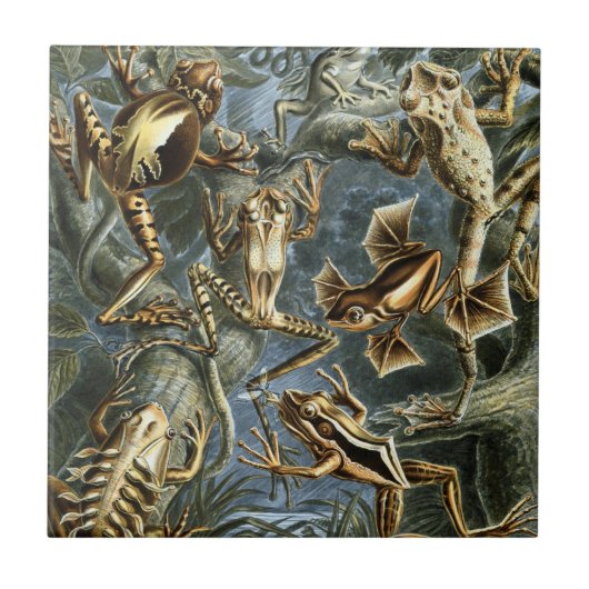 Kikkers en padden Batrachia van Ernst Haeckel Tegeltje (Voorkant)