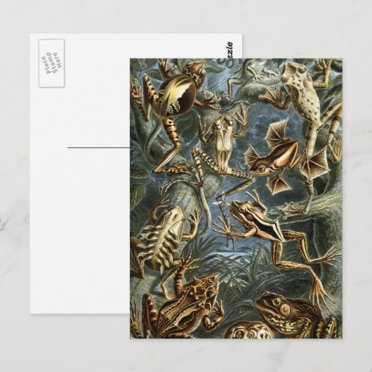  Kikkers en Toads Batrachia van Ernst Haeckel Briefkaart (Voorkant / Achterkant)