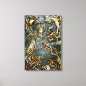  Kikkers en Toads Batrachia van Ernst Haeckel Canvas Afdruk (Voorkant)
