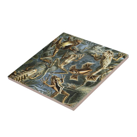  Kikkers en Toads Batrachia van Ernst Haeckel Tegeltje (Zijkant)