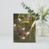 Kikkers, kikkers en meer kikkers briefkaart (Staand voorkant)