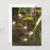 Kikkers, kikkers en meer kikkers briefkaart (Voorkant / Achterkant)