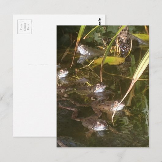 Kikkers, kikkers en meer kikkers briefkaart (Voorkant / Achterkant)