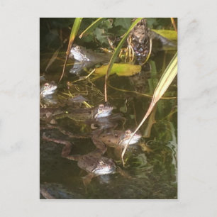 Kikkers, kikkers en meer kikkers briefkaart