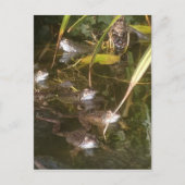 Kikkers, kikkers en meer kikkers briefkaart (Voorkant)