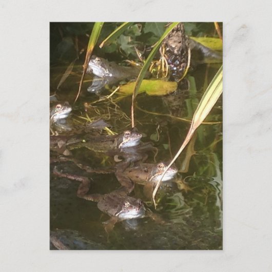 Kikkers, kikkers en meer kikkers briefkaart (Voorkant)