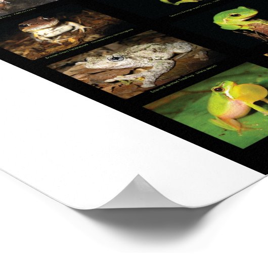 Kikkers van het Poster Australië (Hoek)